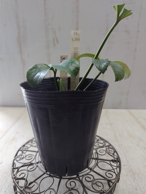 dd-pa(パープル)利休×sd-桜利休【So16】　交配タグ苗