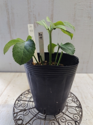 Lsdd(ラージセミダブル)-WG(ホワイトゴールド)×sd-桜利休【So17】　交配タグ苗