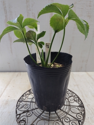 sd利休×dd-利休(G×sdL)【So18】　交配タグ苗