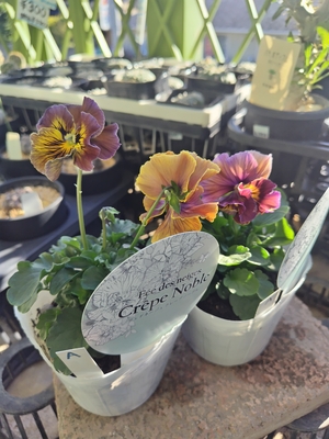 フェデネージュクレープノーブル　【2株セット】A