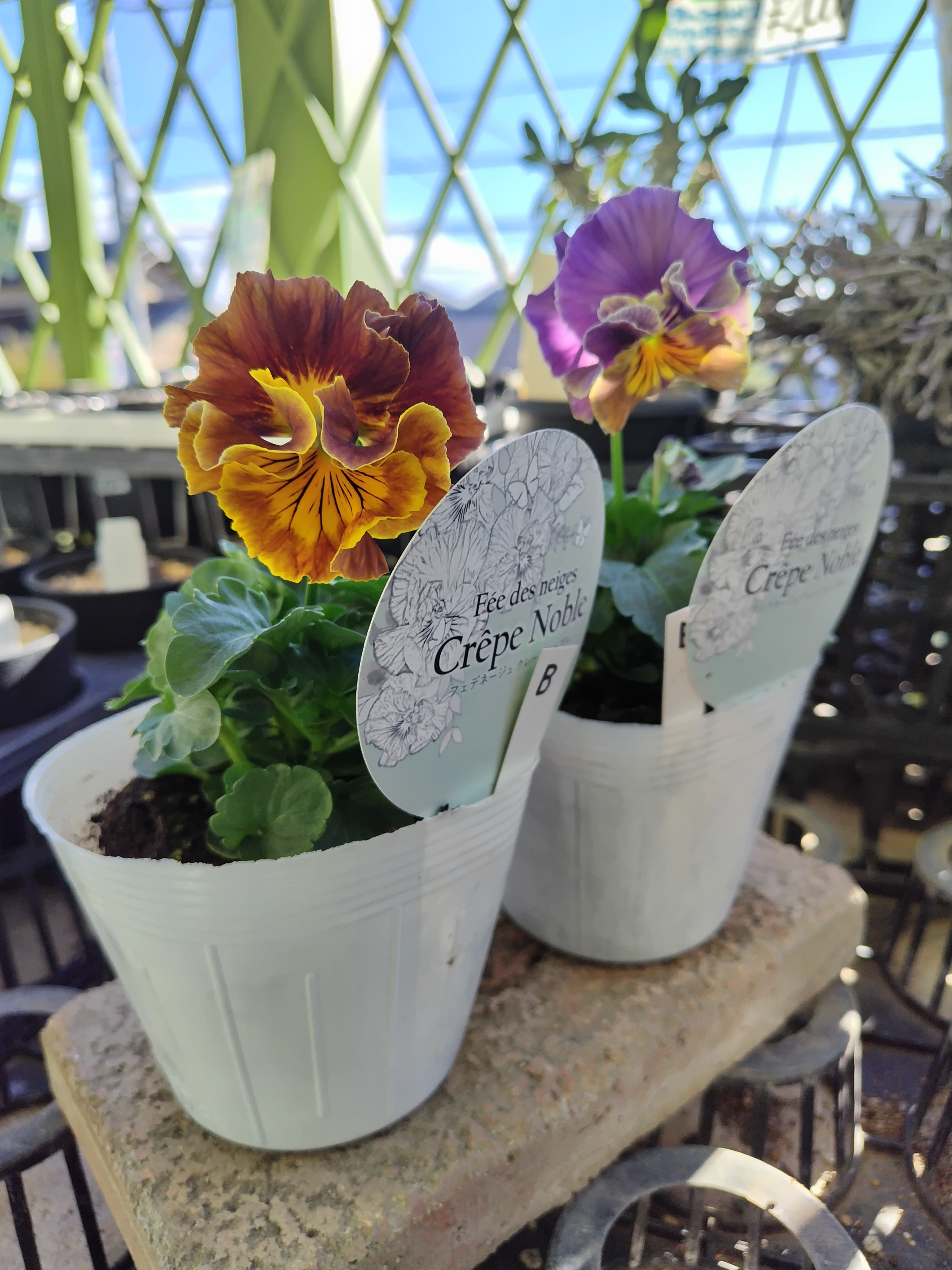 フェデネージュクレープノーブル 【2株セット】B | グリーンホビー