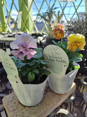 フェデネージュクレープノーブル　【2株セット】C