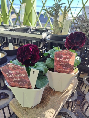 ローブドゥ・アントワネット　ソワレ 【2株セット】E