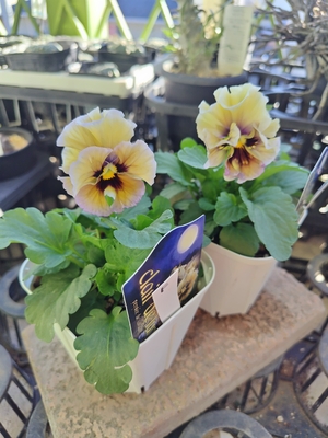 クレール・ドゥ・リュンヌ【2株セット】F