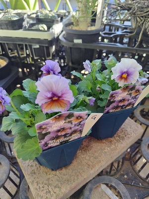 ヌーヴェルヴァーグ　アクアレール　【2株セット】G