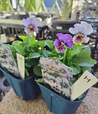 ヌーヴェルヴァーグ　ラピスラズリ　【2株セット】H