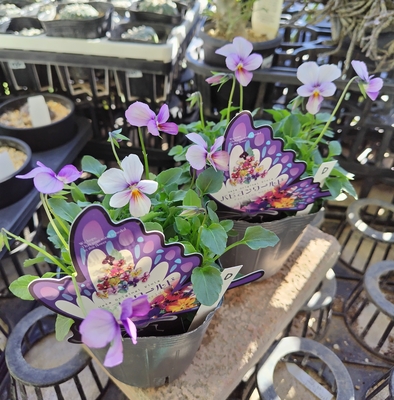 パピヨンワールド【2株セット】D