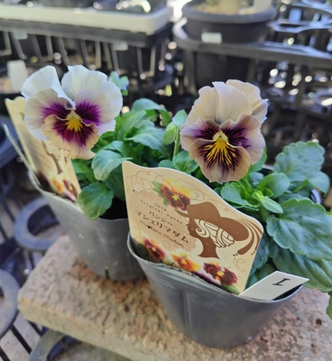 マシュリマダム【2株セット】I