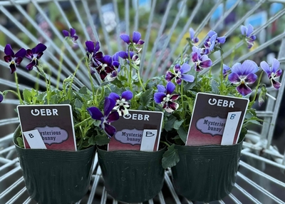 ミステリアスバニー【3株セット】B