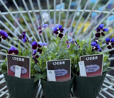 ミステリアスバニー【3株セット】C