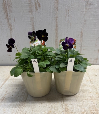 パルプンテ【2株セット】A