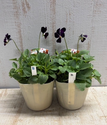 パルプンテ【2株セット】B