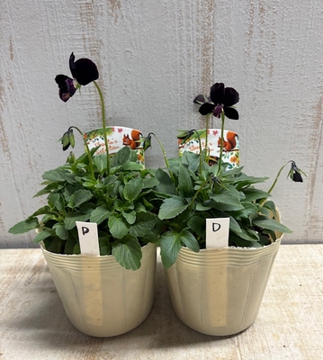 パルプンテ【2株セット】D