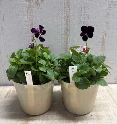 パルプンテ【2株セット】E