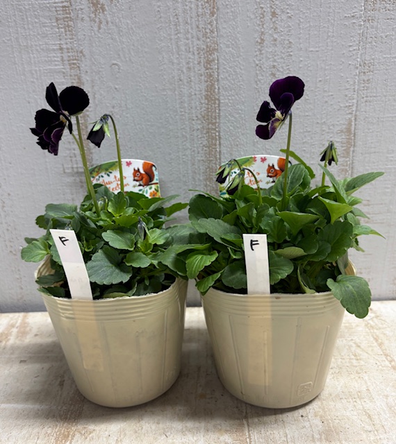 パルプンテ【2株セット】F | グリーンホビー