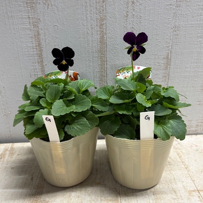 パルプンテ【2株セット】G