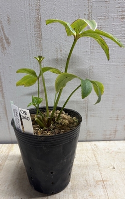 F1デュメ系ヒデhybsd×F1グラデ系ヒデhybsd【Og340】交配タグ苗