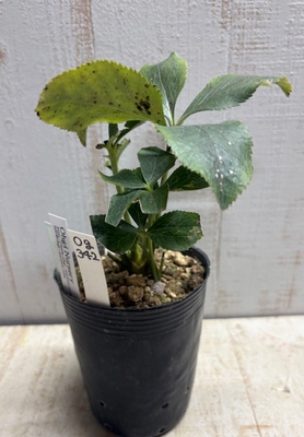 ムルチ系セミダブルホワイトピコ×オキシ系いろはハイブリッドダブル【Og342】交配タグ苗