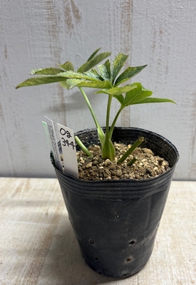 ムルチ系セミダブルホワイトピコ×オキシ系フジタ【Og344】交配タグ苗