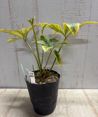 大木ナーサリーさんのクリスマスローズ | グリーンホビー