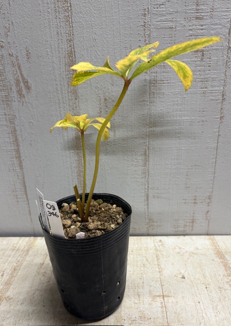 オキシ系フジタ×ニュー蜃気楼ダブル【Og346】交配タグ苗 | グリーンホビー