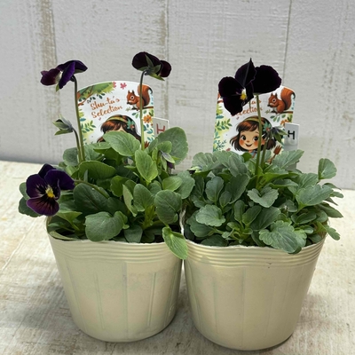 パルプンテ【2株セット】H