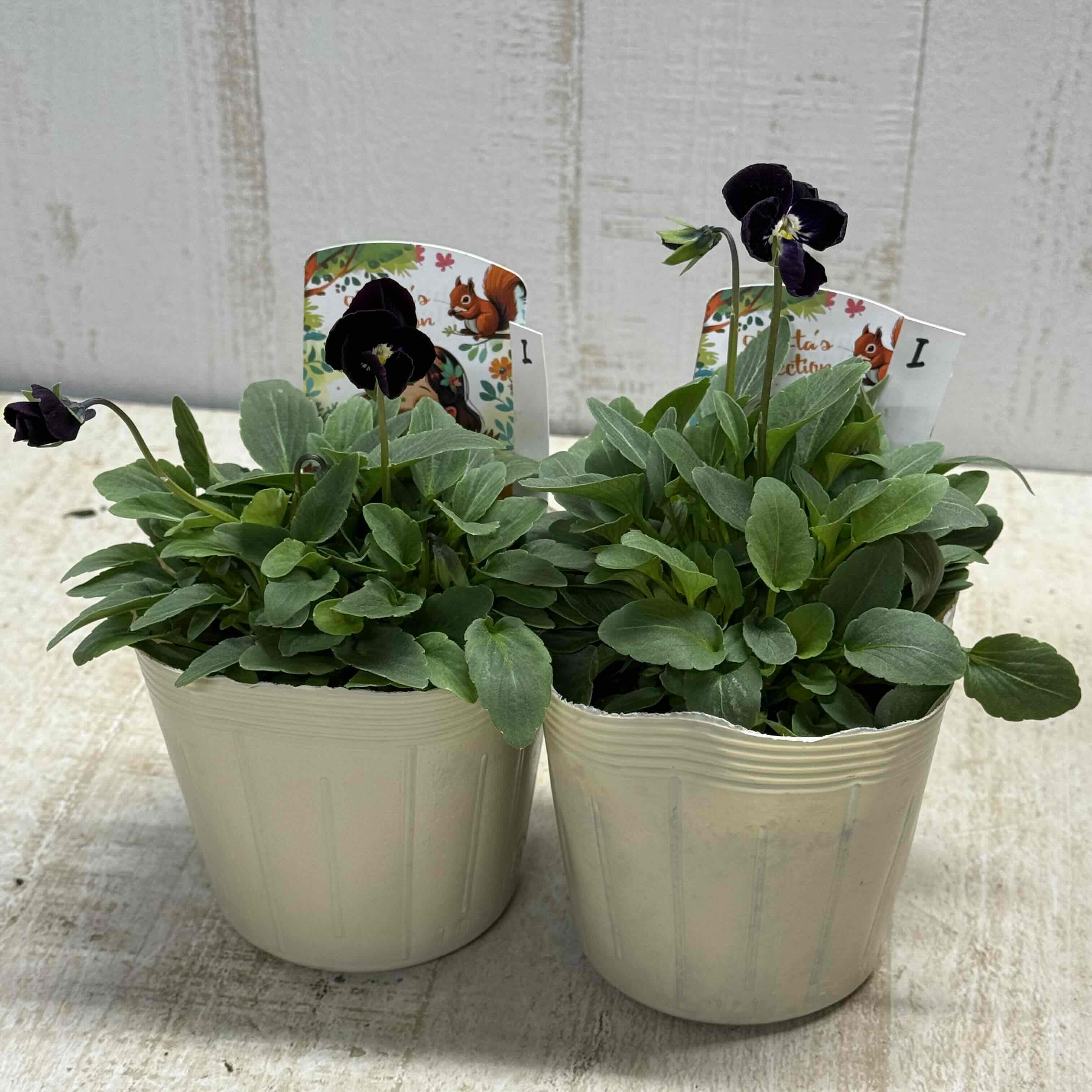 パルプンテビオラ2苗セット　　ブルー 自分で植える】初冬ビオラの花苗セット（ブルー） | アトリエ華もみじ