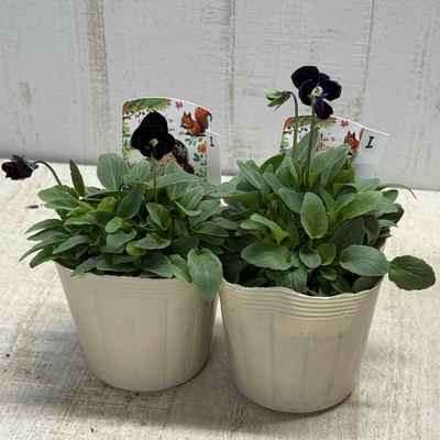 パルプンテ【2株セット】I