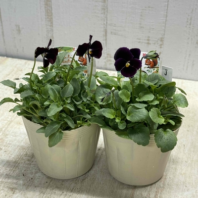 パルプンテ【2株セット】J