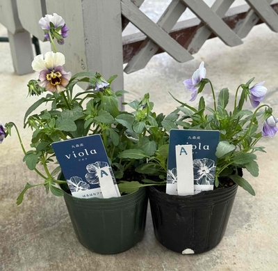 丸森ビオラ【2株セット】A