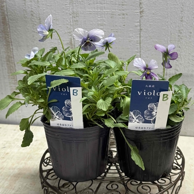 丸森ビオラ【2株セット】B