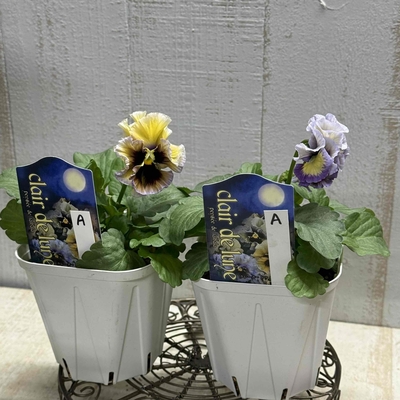 クレール・ドゥ・リュンヌ【2株セット】A