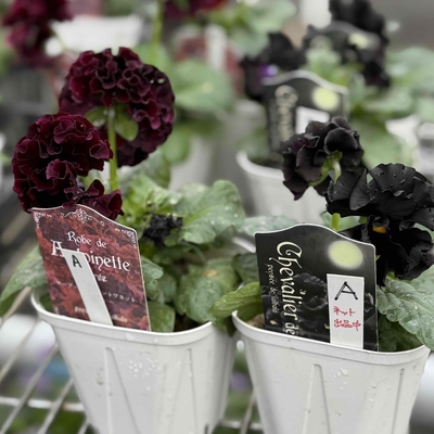 ローブドゥ・アントワネット　ソワレ 、シュヴァリエ・ドゥ・リュンヌ【2株セット】A