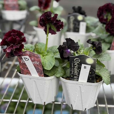 ローブドゥ・アントワネット　ソワレ 、シュヴァリエ・ドゥ・リュンヌ【2株セット】B