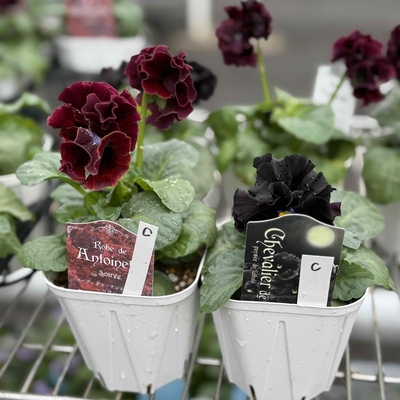 ローブドゥ・アントワネット　ソワレ 、シュヴァリエ・ドゥ・リュンヌ【2株セット】C