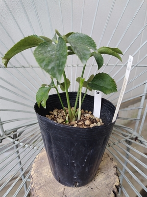 dd桜利休×TLsd-G【So20】　交配タグ苗