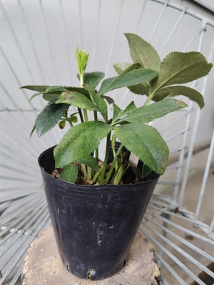 Tdd pagre×Tdd－pa段咲きVG7【So21】　交配タグ苗