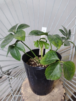 dd-Wフラ(ｌ)×dd-日の丸利休【So22】　交配タグ苗