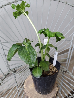 sd濃利休×TLsd-G【So23】　交配タグ苗