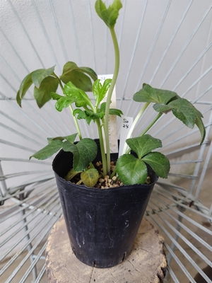 dd-Wフラ(フラ×名リップ)×ddプラチナハート【So24】　交配タグ苗