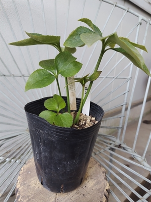 ss-ピコリップ×TLsd-G【So25】　交配タグ苗