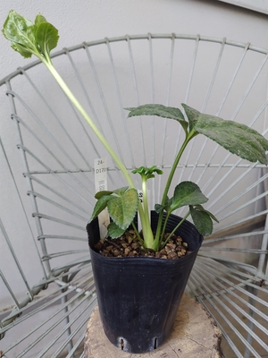 dd-REVpa×Ddd-PK【So26】　交配タグ苗