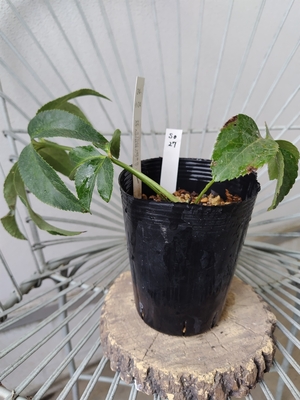 dd-v超多花×dd妖精のブーケ【So27】　交配タグ苗