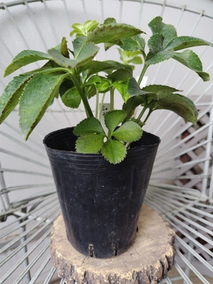 Lsd-ｖ×TLsd-G【So28】　交配タグ苗