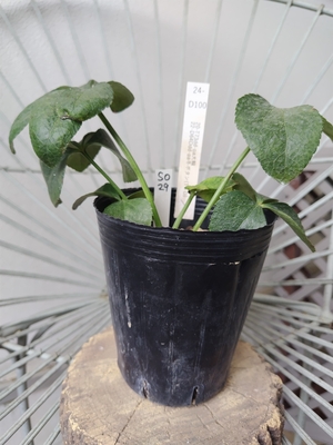 dd-pa大輪×dd-pa冬ボタン(T×D)【So29】　交配タグ苗