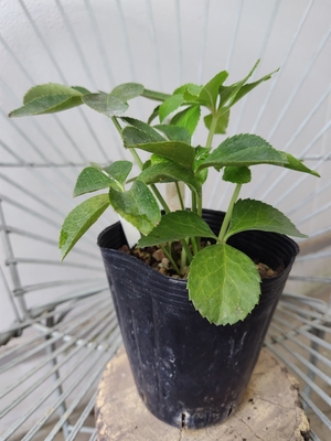 ss-ピコリップ×TLsd-WG【So30】　交配タグ苗