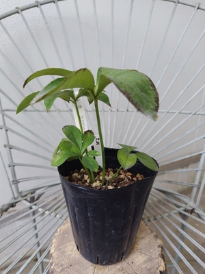 Tsd-Wピコ×Lsd しゃもじNEON【So31】　交配タグ苗