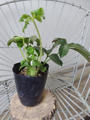 Lsd-G×sddd－グレープ【So32】　交配タグ苗