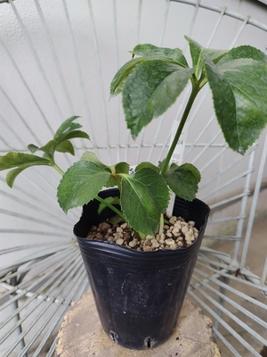 ddYピコ超多花×Lsdd-WG【So33】　交配タグ苗