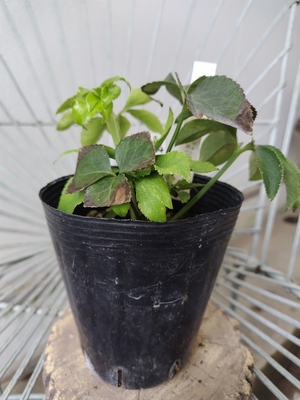 Tdd-ライムgr(一茶)×dd-gr白抜ピコVG【So34】　交配タグ苗